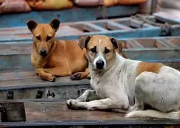 Stray Dog Issue: Supreme Court Disposes of Petitions, Directs Parties to Approach High Courts Based on ABC Rules 2023