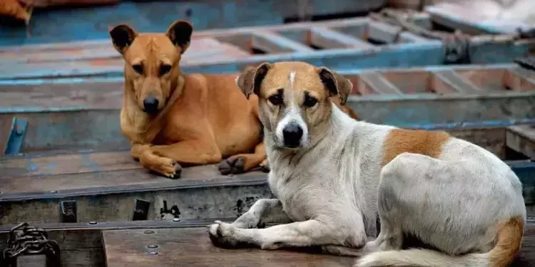 Stray Dog Issue: Supreme Court Disposes of Petitions, Directs Parties to Approach High Courts Based on ABC Rules 2023