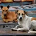 Stray Dog Issue: Supreme Court Disposes of Petitions, Directs Parties to Approach High Courts Based on ABC Rules 2023
