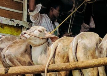 Hathras Stampede: Petition in Allahabad High Court Requests CBI Investigation and Independent Judicial Inquiry