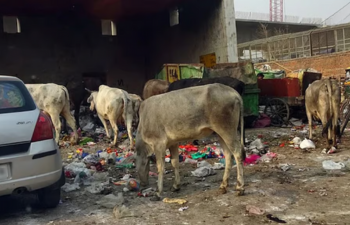 When is Watching or Storing Child Sexual Abuse Material an Offence? Supreme Court Clarifies