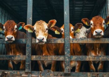 Bombay High Court rejects gaushala’s plea for custody of cattle seized in illegal transportation case