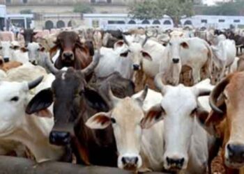 Cow smuggling violates religious sentiments and endangers public order: Jammu and Kashmir High Court