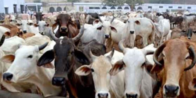 Cow smuggling violates religious sentiments and endangers public order: Jammu and Kashmir High Court