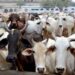 Cow smuggling violates religious sentiments and endangers public order: Jammu and Kashmir High Court