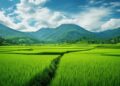 Kerala High Court: No Plinth Area-Based Fees Allowed for Construction on Reclaimed Paddy Land