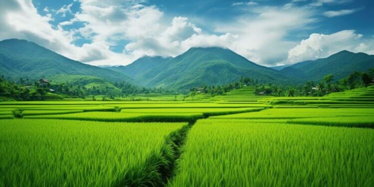 Kerala High Court: No Plinth Area-Based Fees Allowed for Construction on Reclaimed Paddy Land